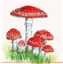 Fly agaric Προσφορά-1,00€