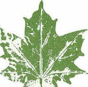 Maple leaf green