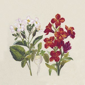 Botanical